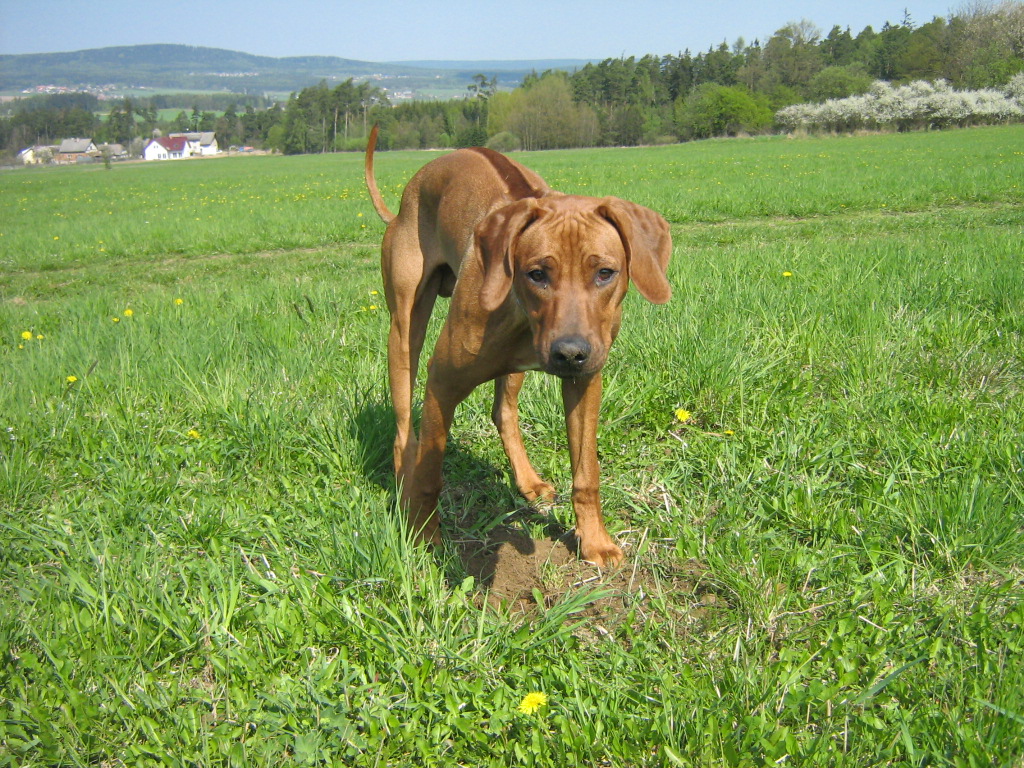 hraboš